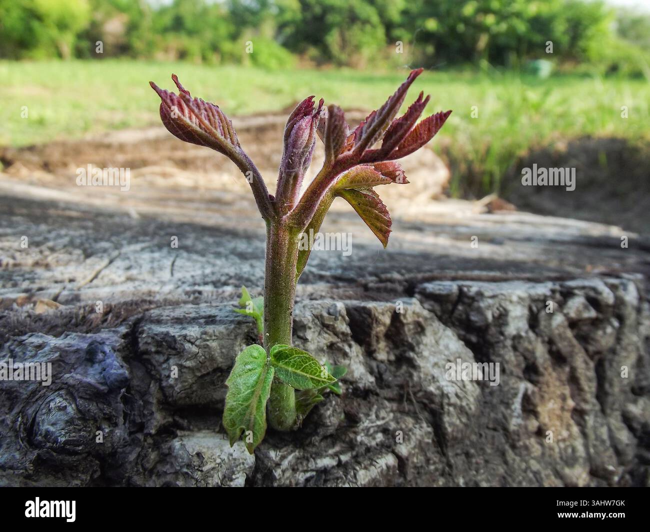 „Neues Leben aus Baumstamm – Symbol für Erneuerung und Wachstum“ Stockfoto