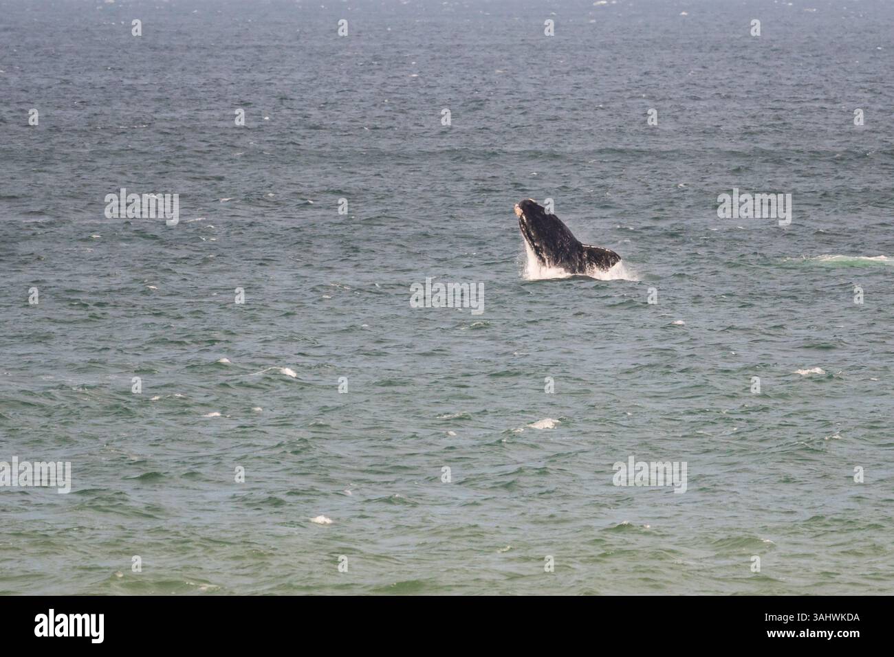 Südlicher Glattwal (Eubalaena australis), der in Hermanus, Westkap, Südafrika, ins Meer oder ins Meer bricht Stockfoto
