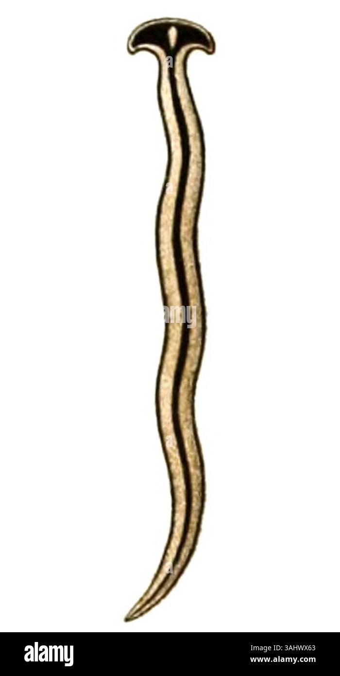 Diese Illustration zeigt Humbertium proserpina, eine weitere Art von Landflachwurm aus Alois Humberts Studie von 1862 über Ceylons Landplanarier. Neben Bipalium diana und anderen Arten bietet Humberts Arbeit wertvolle Einblicke in die Artenvielfalt der Wirbellosen Fauna von Ceylon. Stockfoto