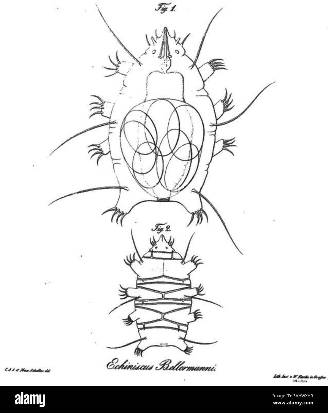 Karl Schulzes Darstellung des Echiniscus bellermanni aus dem Jahr 1840 ist ein wesentlicher Bestandteil seiner formalen Beschreibung der Gattung und Art. Diese Arbeit trägt zur wissenschaftlichen Dokumentation mikroskopischer Organismen bei. Stockfoto