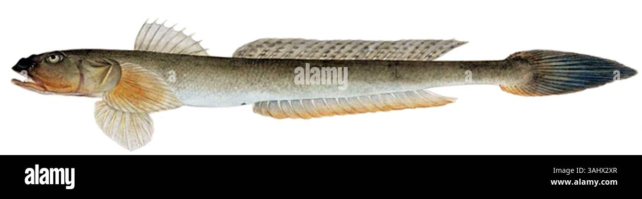 Eine Illustration der Fischart Acanthogobius hasta von Kawahara Keiga, einem japanischen Künstler aus dem 19. Jahrhundert, der für seine Darstellungen von Meereslebewesen bekannt ist. Stockfoto