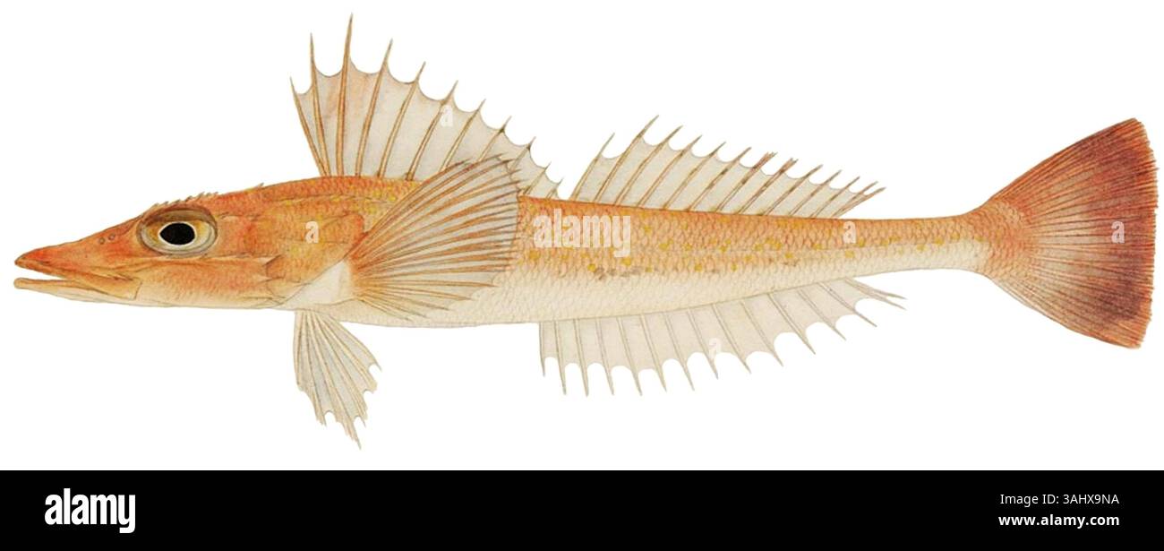 Diese Darstellung von Kawahara Keiga zeigt die Art Bembras japonica, einen Meeresfisch, und zeigt die Arbeiten des Künstlers in der Naturgeschichte und japanischen botanischen Kunst aus der Edo-Zeit. Stockfoto