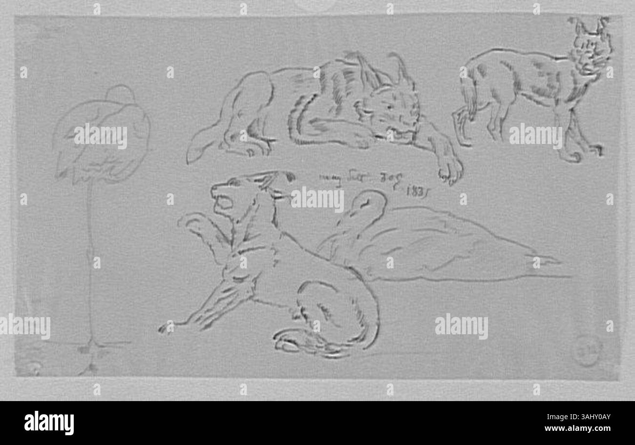 Diese Studie von Gustave Moreau zeigt zwei Flamingos und drei Luchse, wobei der Schwerpunkt auf Tierdarstellung und anatomischen Details im Stil der Magasin Pittoresque liegt. Stockfoto