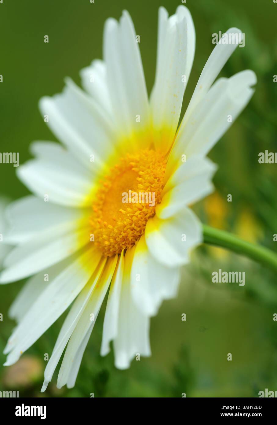 Frühlingsblumen. Glebionis coronaria - Crown Gänseblümchen wächst in der Natur. Portugal. Selektiver oberer Fokus. Stockfoto