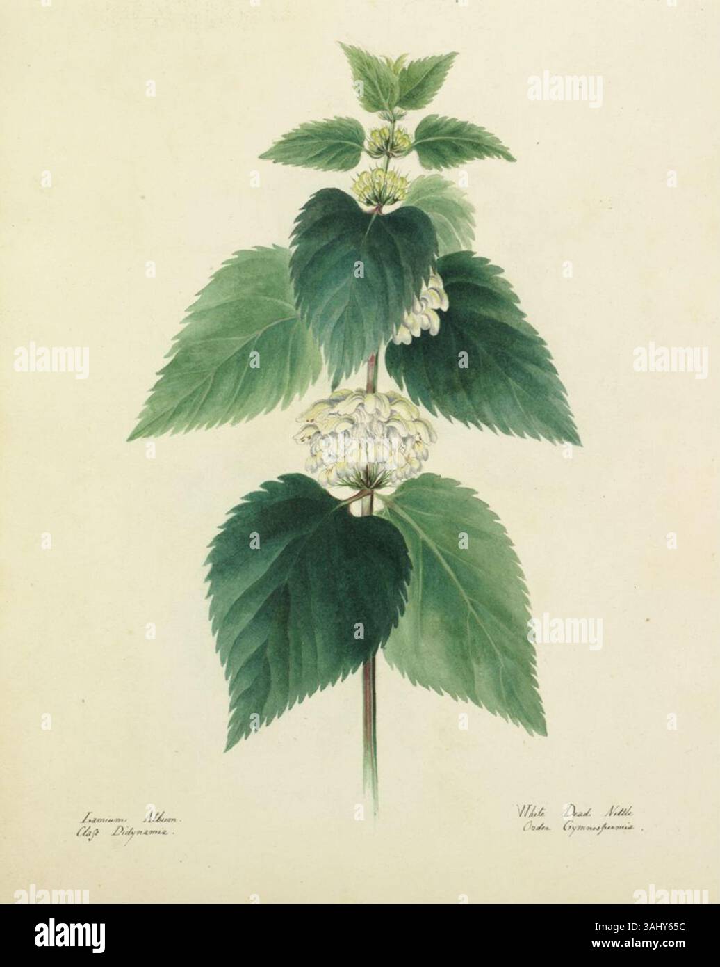 Dieses Aquarell von Lydia Penrose, das zwischen 1800 und 1842 entstand, zeigt das Album Lamium, das allgemein als White Deadnettle bekannt ist. Die Illustration ist Teil der „Flora Devoniensis“ und zeigt verschiedene Bezeichnungen wie Bienennessel, Blindnessel und Schlangenblüte. Stockfoto