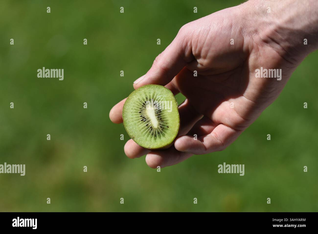 Makro aus halb geschnittenem Kiwi Stockfoto
