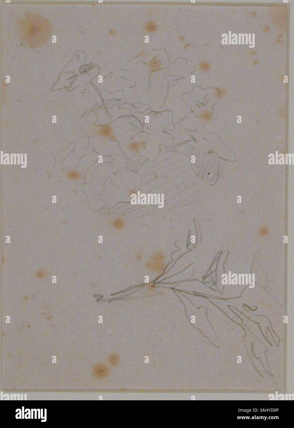 Manets Studien von 1880-1883 über eine Geranienpflanze zeigen seine akribische Aufmerksamkeit für botanische Details und seine Erforschung der Stillleben-Komposition. Stockfoto