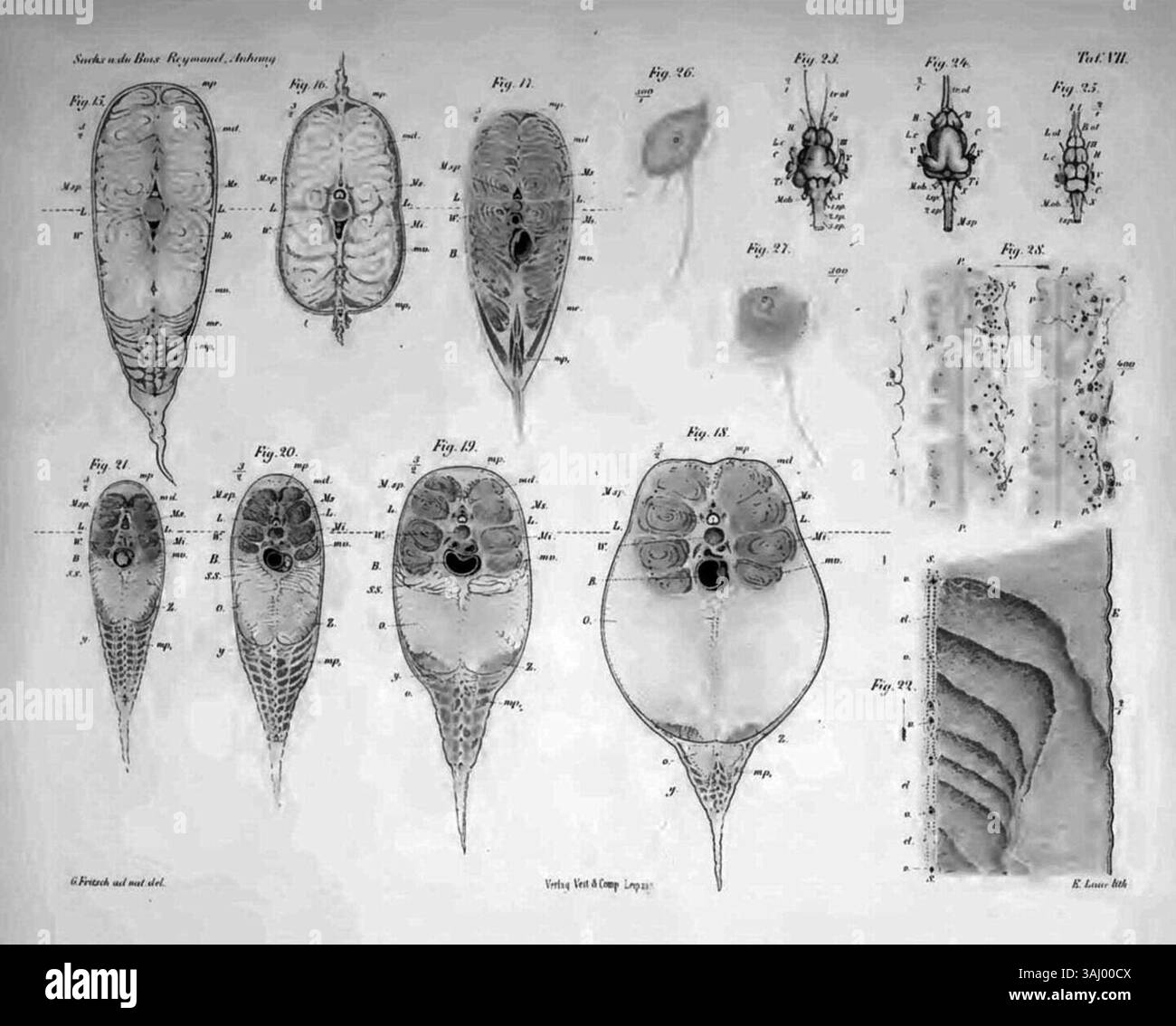 Carl Sachs’ anatomische Zeichnungen des elektrischen Aals, die posthum 1881 veröffentlicht wurden, beschreiben die Struktur des Fisches. Es zeigt Diagramme der elektrischen Organe, Muskeln und Flosse des Aals. Die Zeichnung zeigt die wissenschaftliche Untersuchung der einzigartigen Biologie und des elektrischen Systems der Fische. Stockfoto
