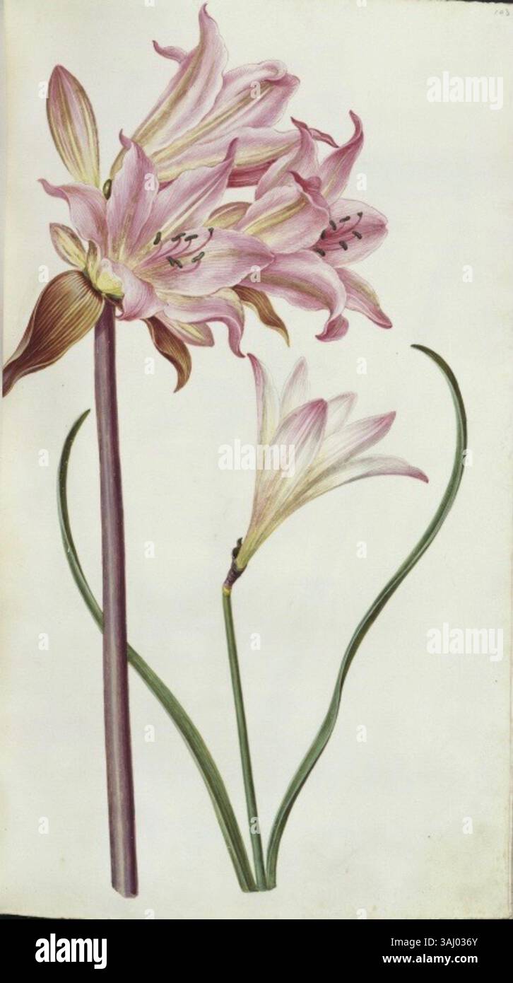 Eine botanische Illustration von Hans Simon Holtzbecker, die Zephyranthes carinata darstellt, entstand zwischen 1664 und 1667. Dieses Gouache-Gemälde ist Teil einer Sammlung im Kupferstichkabinett Berlin. Stockfoto