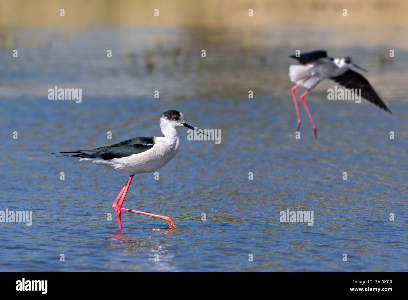 Schwarzflügelstelze (Himantopus himantopus), zwei ausgewachsene Männchen, die im Frühjahr im Flachwasser des Teichs im Feuchtgebiet auf der Suche sind Stockfoto