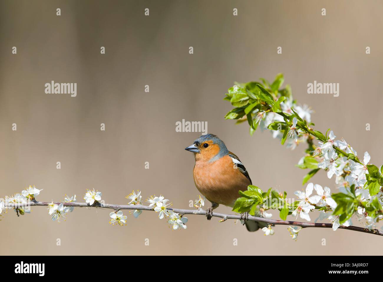 Fringilla coelebs, erwachsener Mann auf Blütenzweig, Suffolk, England, April Stockfoto