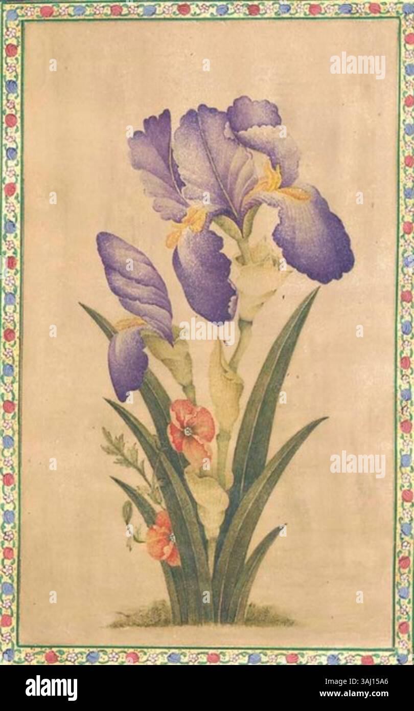 Eine Gouache auf Papier, die zwei große violette Iris zeigt, die mit zwei kleineren Mohnblumen verschlungen sind. Diese Miniatur aus dem 18. Jahrhundert aus Zand Iran ist auf einer lachsrosa Albumseite mit beleuchteten Rändern montiert. Er misst 20,3 x 12 cm (8 x 4¾ Zoll) und bleibt in gutem Zustand. Stockfoto