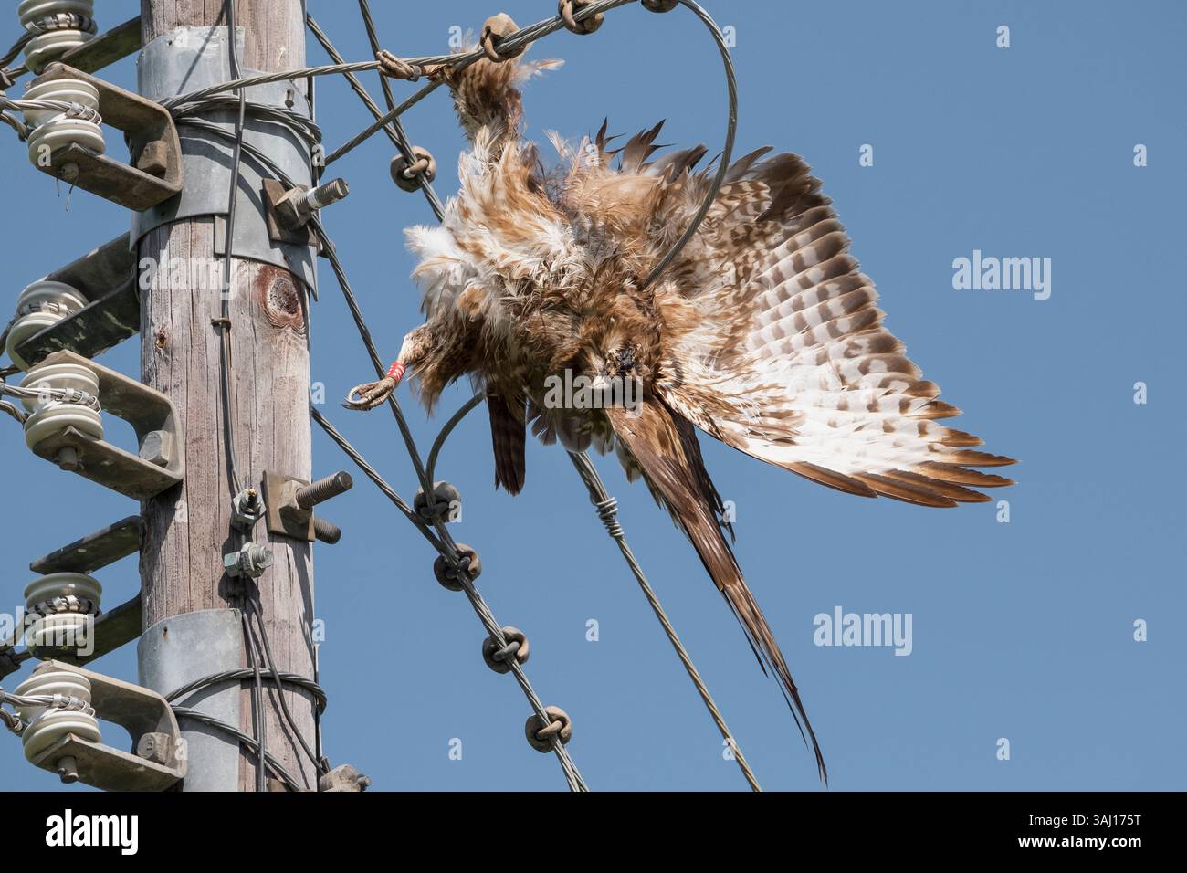Gewöhnlicher Bussard durch Stromschlag am Strommast getötet Stockfoto Gewöhnlicher Bussard durch Stromschlag am Strommast getötet Stockfoto