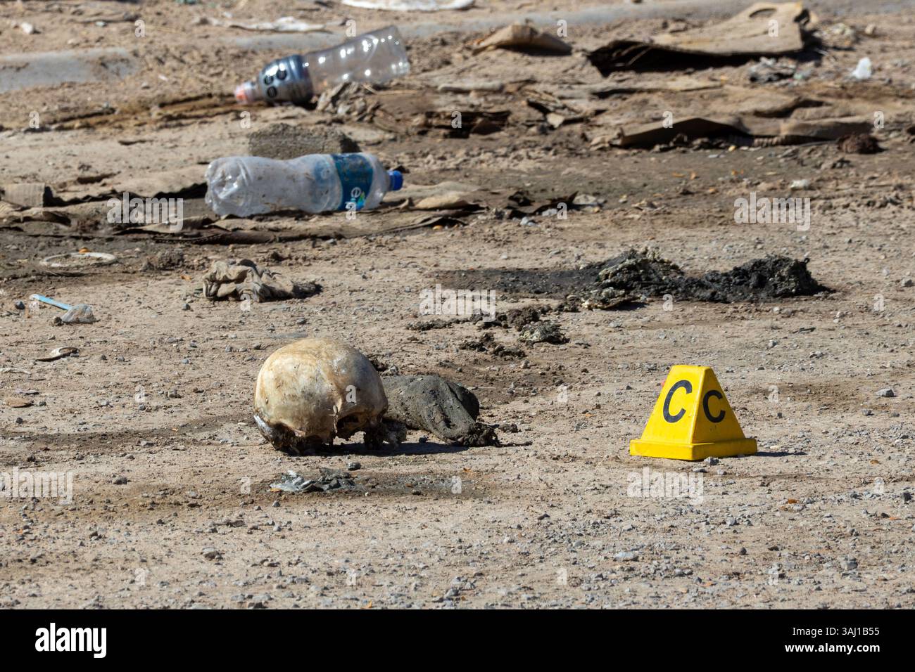 Nahaufnahme eines forensischen Beweismarkers neben einem menschlichen Schädel, der während einer Tatortuntersuchung im Norden Mexikos gefunden wurde. Stockfoto