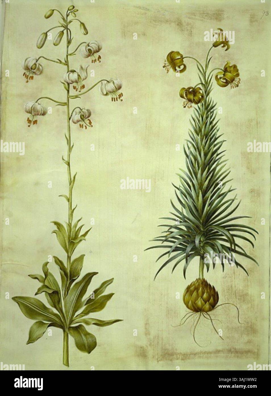 Lilium martagon von Hans Simon Holtzbecker (1649–1659) ist ein Gouachemalerei auf Pergament, Teil des Gottorfer Codex. Das Werk zeigt eine detaillierte Darstellung der Martinolilie und zeigt Holtzbeckers botanische Genauigkeit und künstlerische Technik. Stockfoto