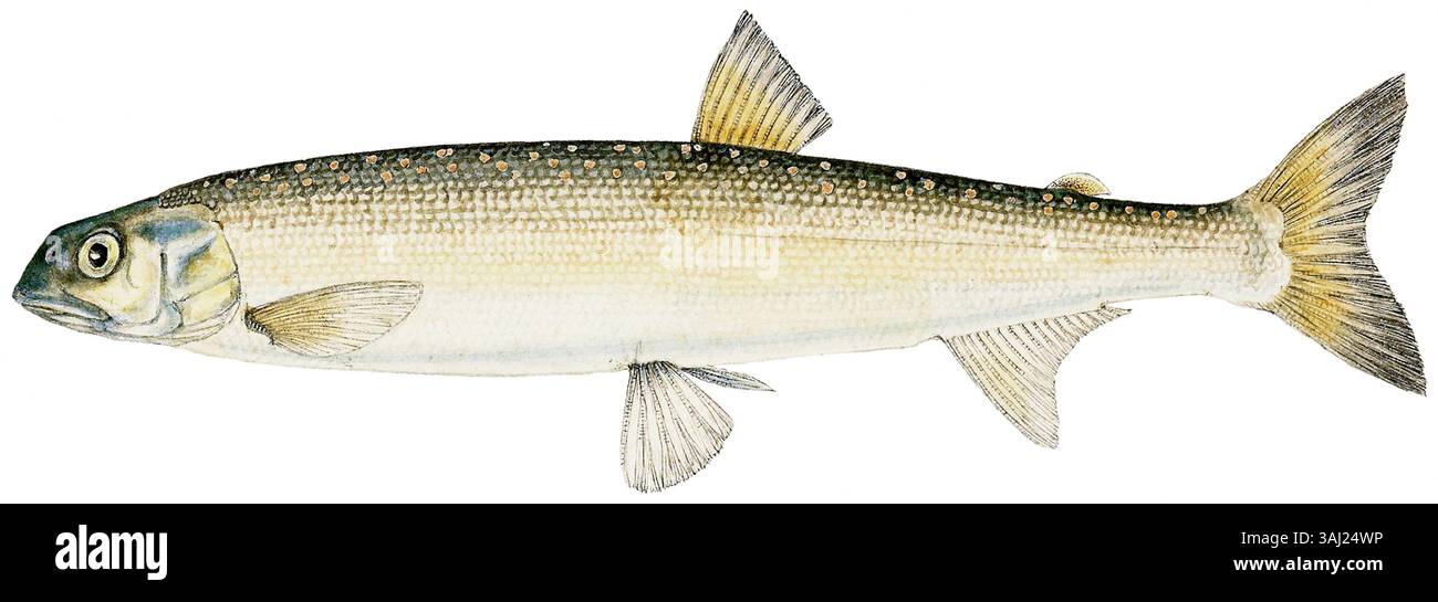 Eine Illustration von Prototroctes oxyrhynchus von Frank Edward Clarke, herausgegeben vom Original, zeigt Fische des Südpazifiks. Stockfoto