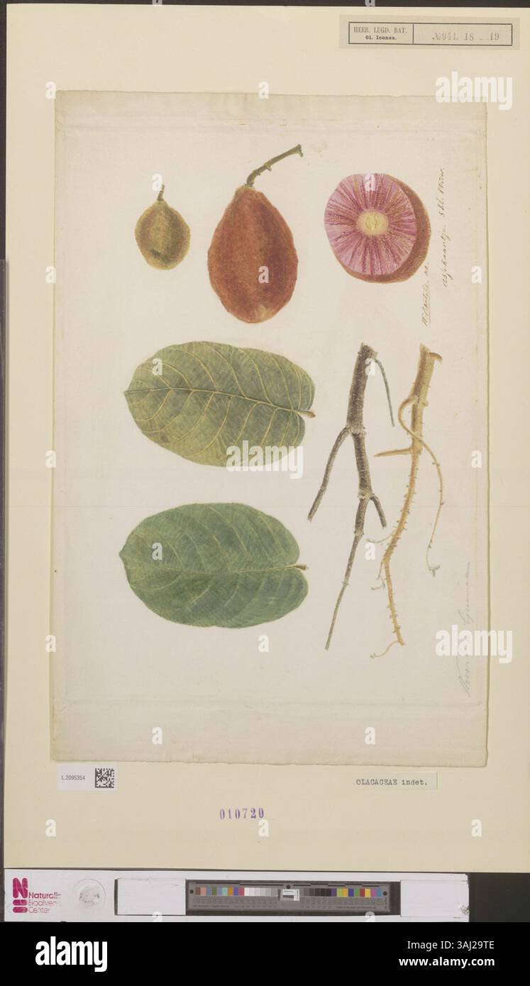 Dieses botanische Werk von Willem Bartels (1823–1844) vom Naturalis Biodiversity Center zeigt Olacaceae, eine Familie blühender Pflanzen, die die detaillierten botanischen Illustrationen einfangen, die die wissenschaftliche Kunst des 19. Jahrhunderts prägten. Stockfoto