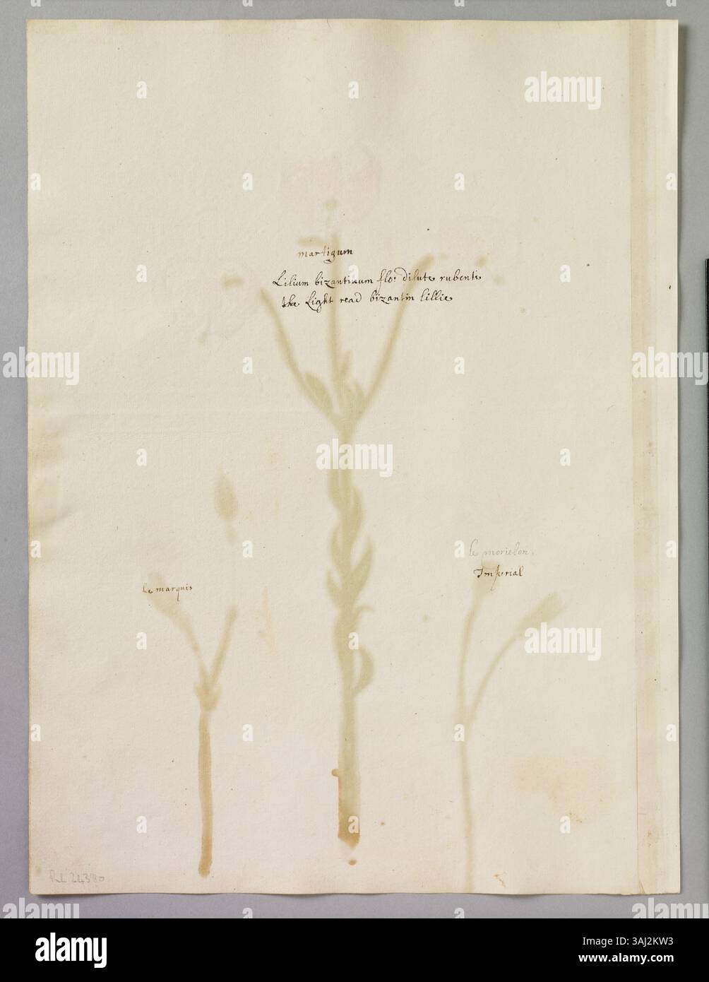 Eine Aquarellseite von Alexander Marshal, die Le Marquis Carnation, Imperial Carnation und Red Byzantine Lilly zeigt, die Blumenstudien und botanische Genauigkeit des 17. Jahrhunderts veranschaulicht. Stockfoto