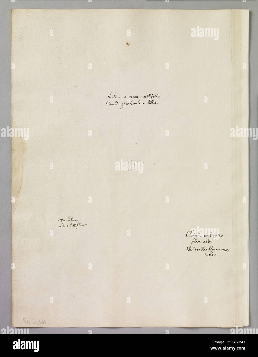 Alexander Marshals Aquarell zeigt drei Blumen: Eine Double Gold Lilly, ein White Double May-Weed und eine Meadow Blue-Bell, was seine detaillierten und genauen botanischen Studien im 17. Jahrhundert veranschaulicht. Stockfoto