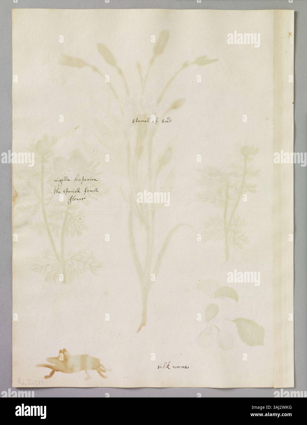 Dieses Aquarell von Alexander Marshal zeigt eine grüne Heuschrecke, einen Seidenwurm, einen Nelkenzweig, Fenchelblumen und Damsons, die sowohl Pflanzen- als auch Insektenarten in der botanischen Kunst hervorheben. Stockfoto