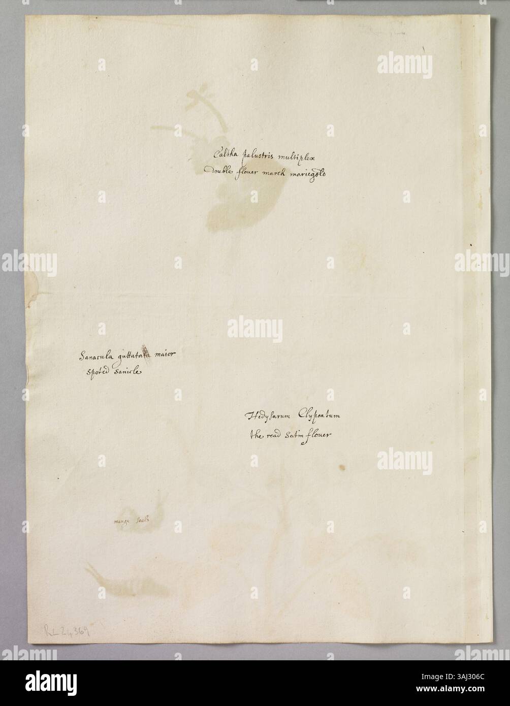 Ein Aquarell von Alexander Marshal (um 1620–82), das drei Pflanzen zeigt: Marschmarigold, Red Sattin-Flower und Sanicle, sowie Studien einer grünen Raupe und eines separaten Blattes, die seine botanische und entomologische Expertise zeigen. Stockfoto