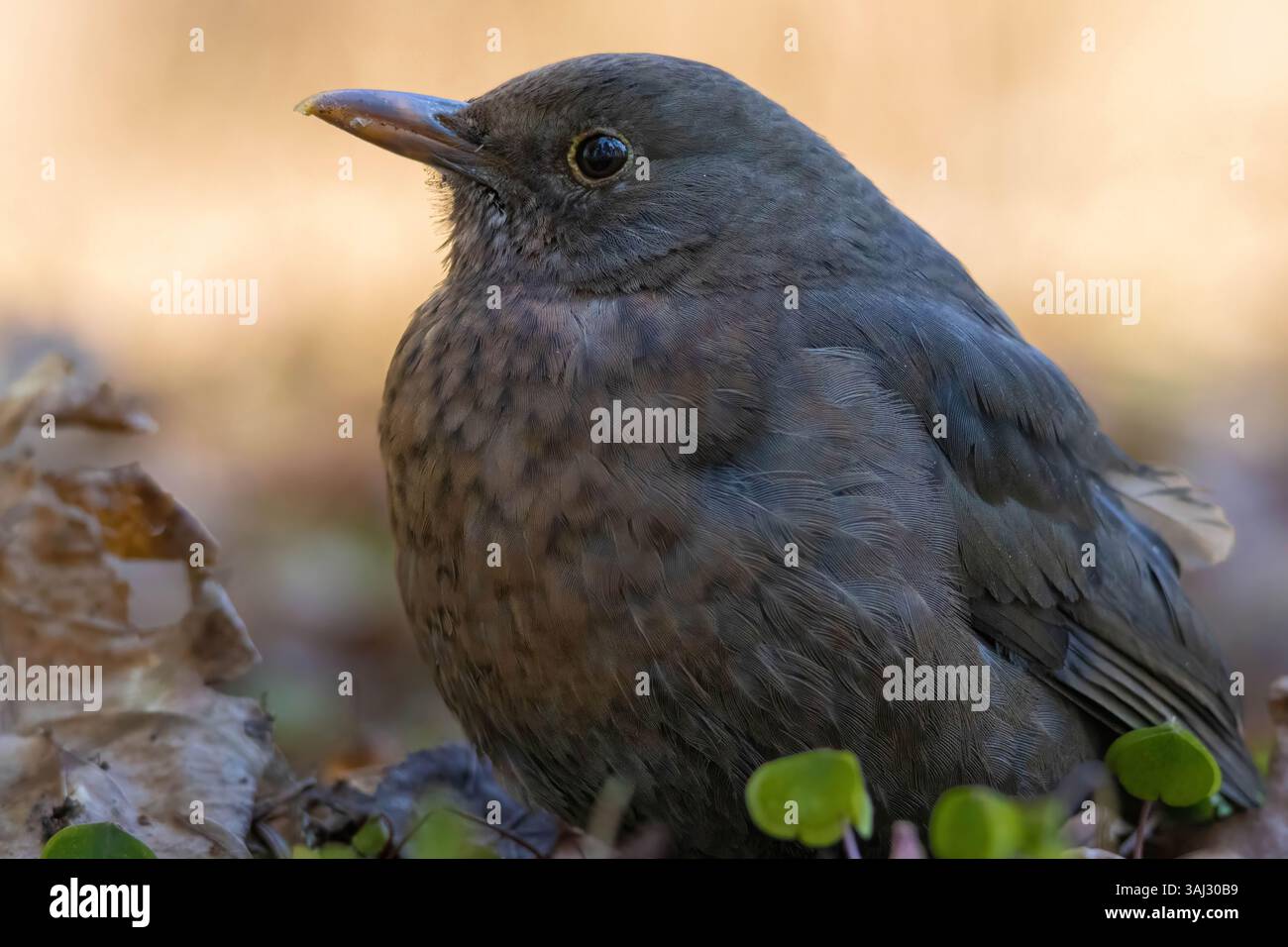 Nahaufnahme von Amselweibchen im Wald. Amsel, Turdus merula. Detaillierter Vogel Stockfoto