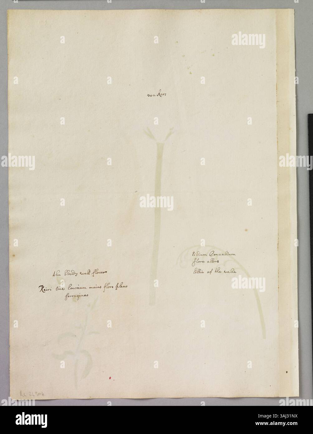 Dieses Aquarell von Alexander Marshal, ca. 1620–82, zeigt drei Blüten: Eine gestreifte Tulpe, eine Maiglöckchen und eine doppelte Wandblume. Stockfoto