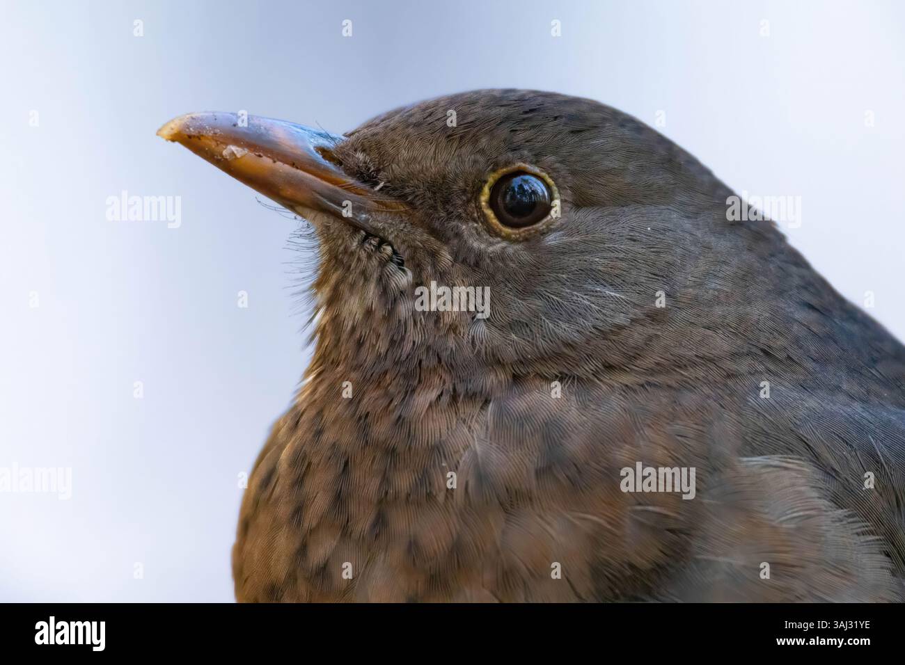 Nahaufnahme des weiblichen Amselkopfes halb im Wald. Amsel, Turdus merula. Detaillierter Vogel Stockfoto