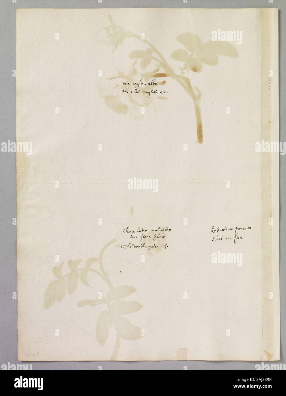 Ein Aquarellgemälde von Alexander Marshal, das die weiße englische Rose, die doppelte gelbe Rose und einen Zweig des kleinen Rampion darstellt. Das Werk zeigt komplexe botanische Illustrationen aus dem 17. Jahrhundert. Stockfoto