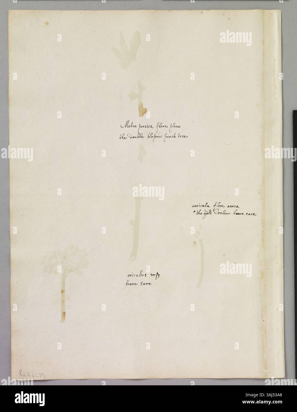Dieses Aquarell von Alexander Marshal zeigt einen Zweig von Prunus persica und drei Primula x pubescens, jeweils mit Blättern und Blüten, die seine detaillierten botanischen Studien dieser Pflanzen darstellen. Stockfoto