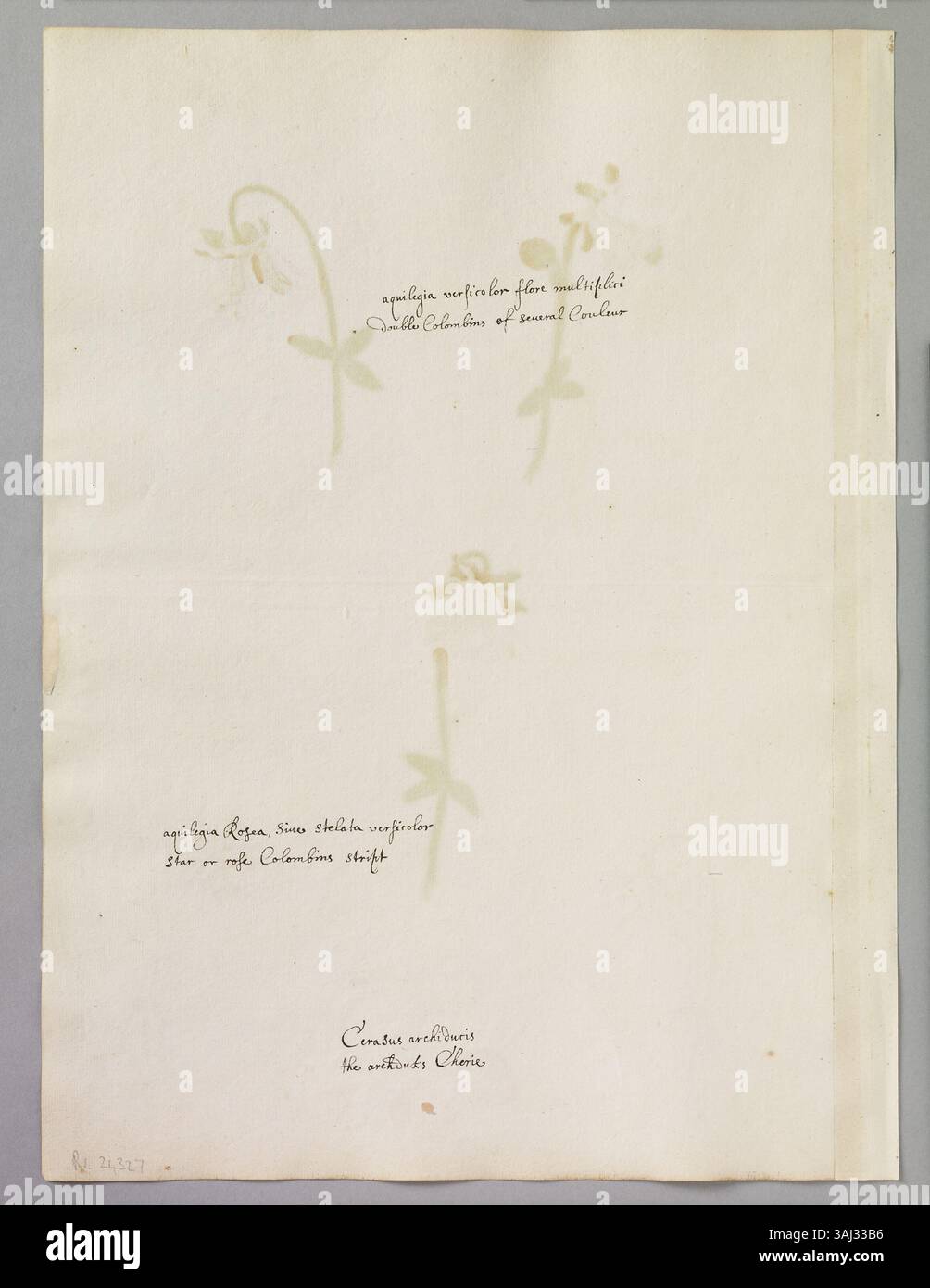 Diese Seite von Alexander Marshal zeigt Aquarellstudien von fünf Doppelkolonnen und zwei Herzogskirschen, die in Englisch und Lateinisch kommentiert sind. Es ist Teil seines Florilegium, einem botanischen Album mit über 600 Pflanzen und Tieren. Stockfoto