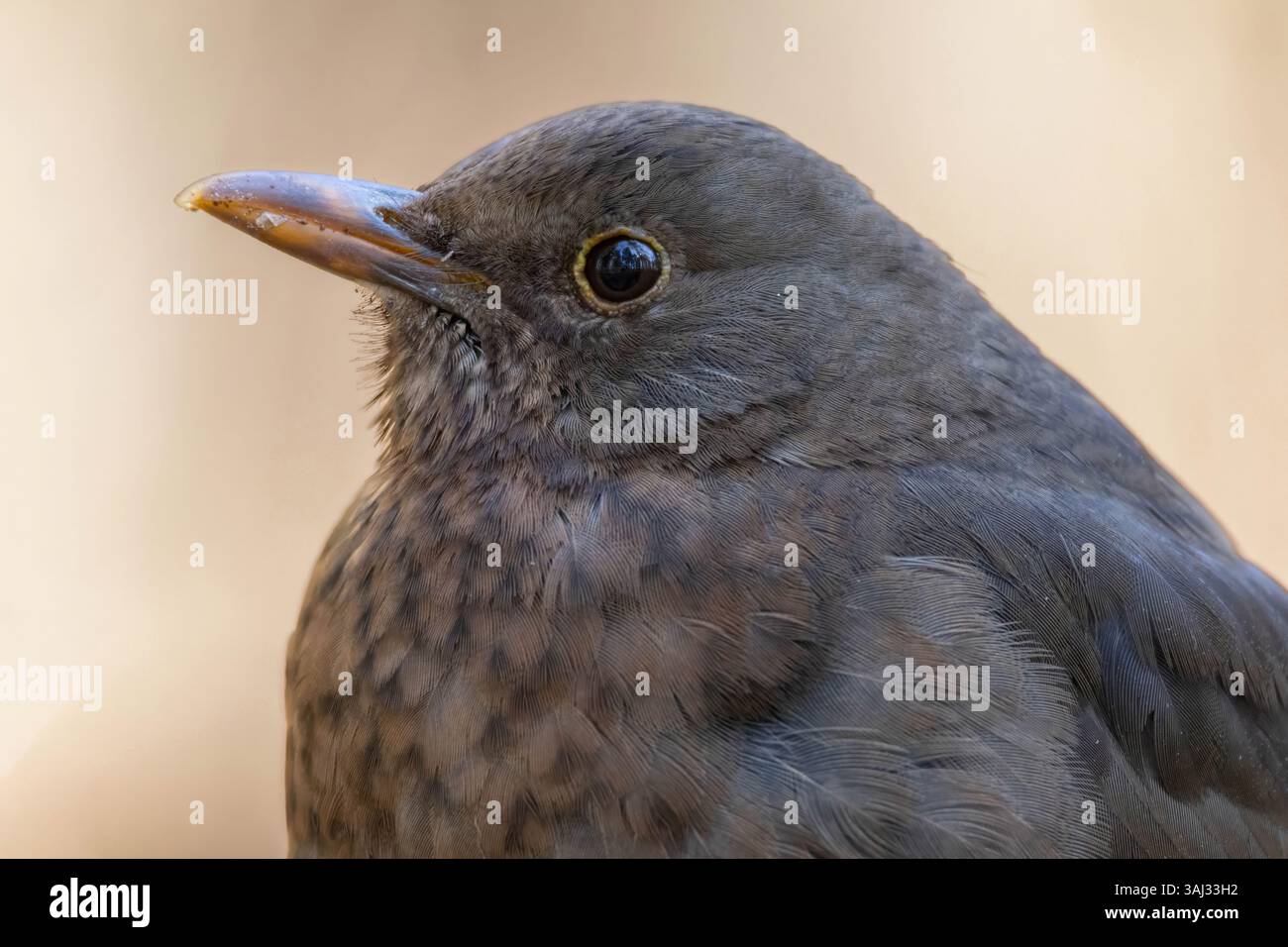 Nahaufnahme des weiblichen Amselkopfes halb im Wald. Amsel, Turdus merula. Detaillierter Vogel Stockfoto