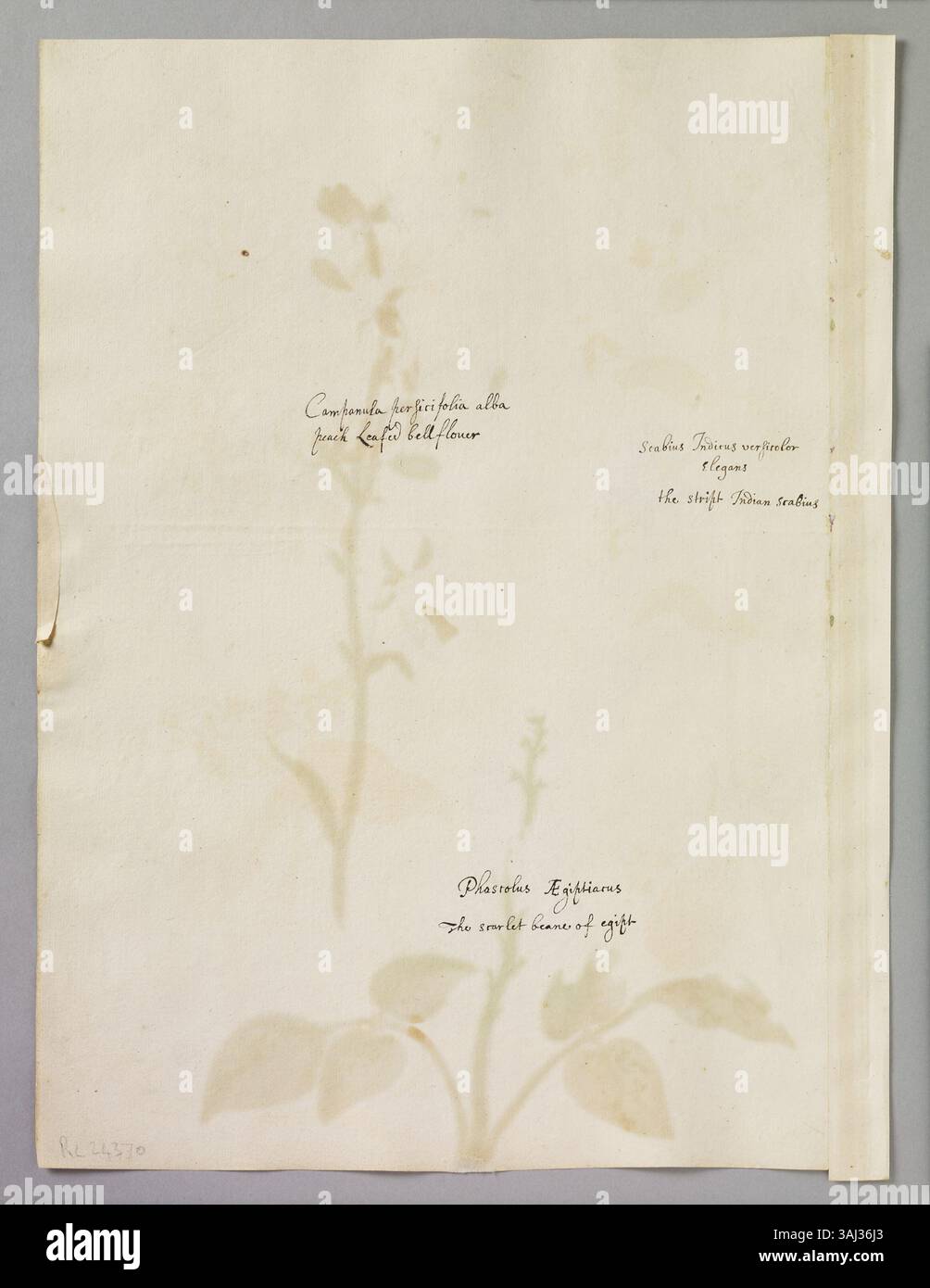 Eine Seite mit Aquarellen von Alexander Marshal (ca. 1620–82), die drei Blumen darstellen: Eine pfirsichblättrige Campanula, eine Scharlachbohne und einen Scabius, die seine Expertise in der botanischen Illustration einfangen. Stockfoto