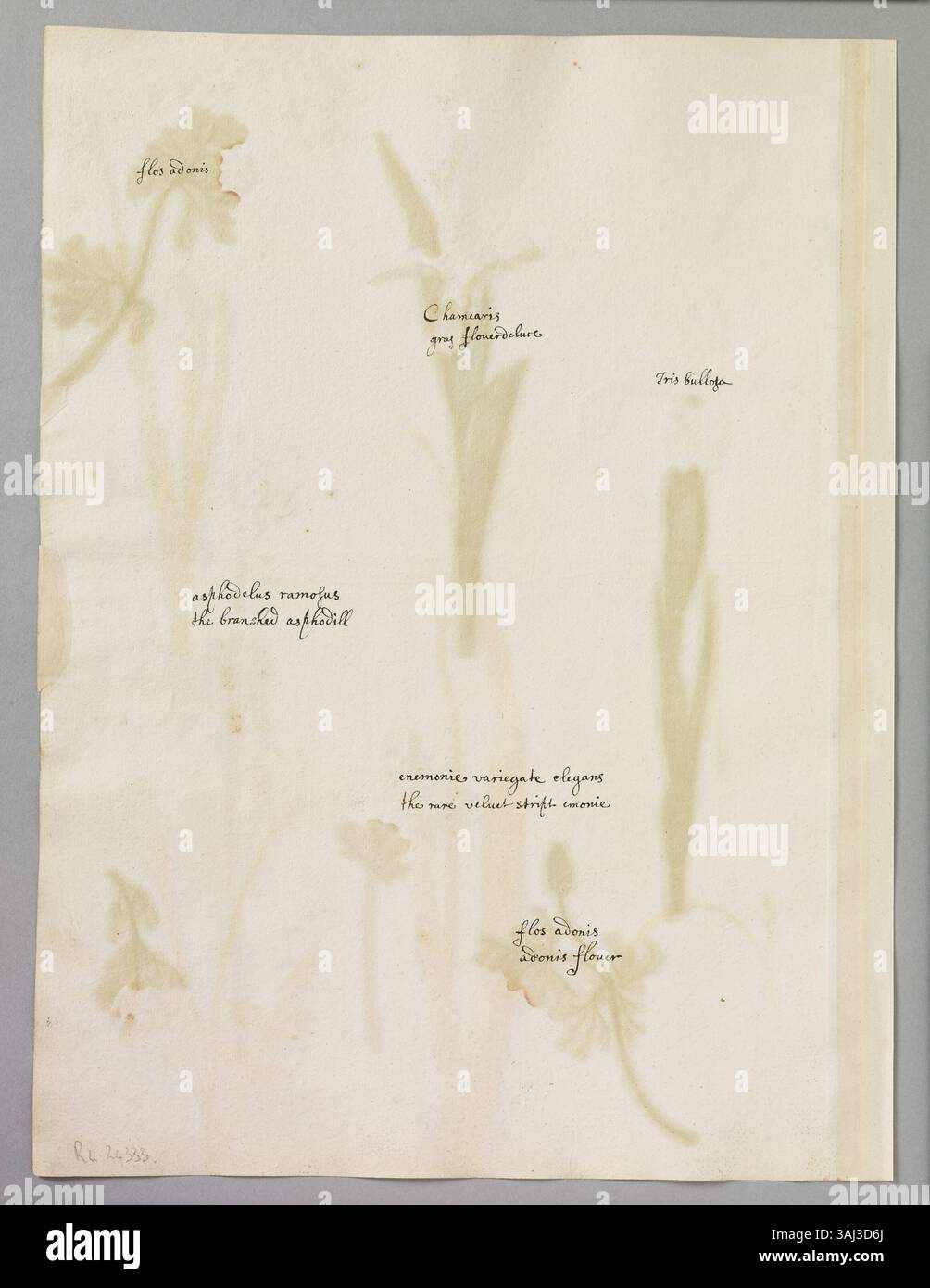 Diese Aquarellseite von Alexander Marshal zeigt sieben verschiedene Blumen, wie Iris, Adonis Blumen, Asphodill und Anemonen. er betont seine Aufmerksamkeit für botanische Details. Stockfoto