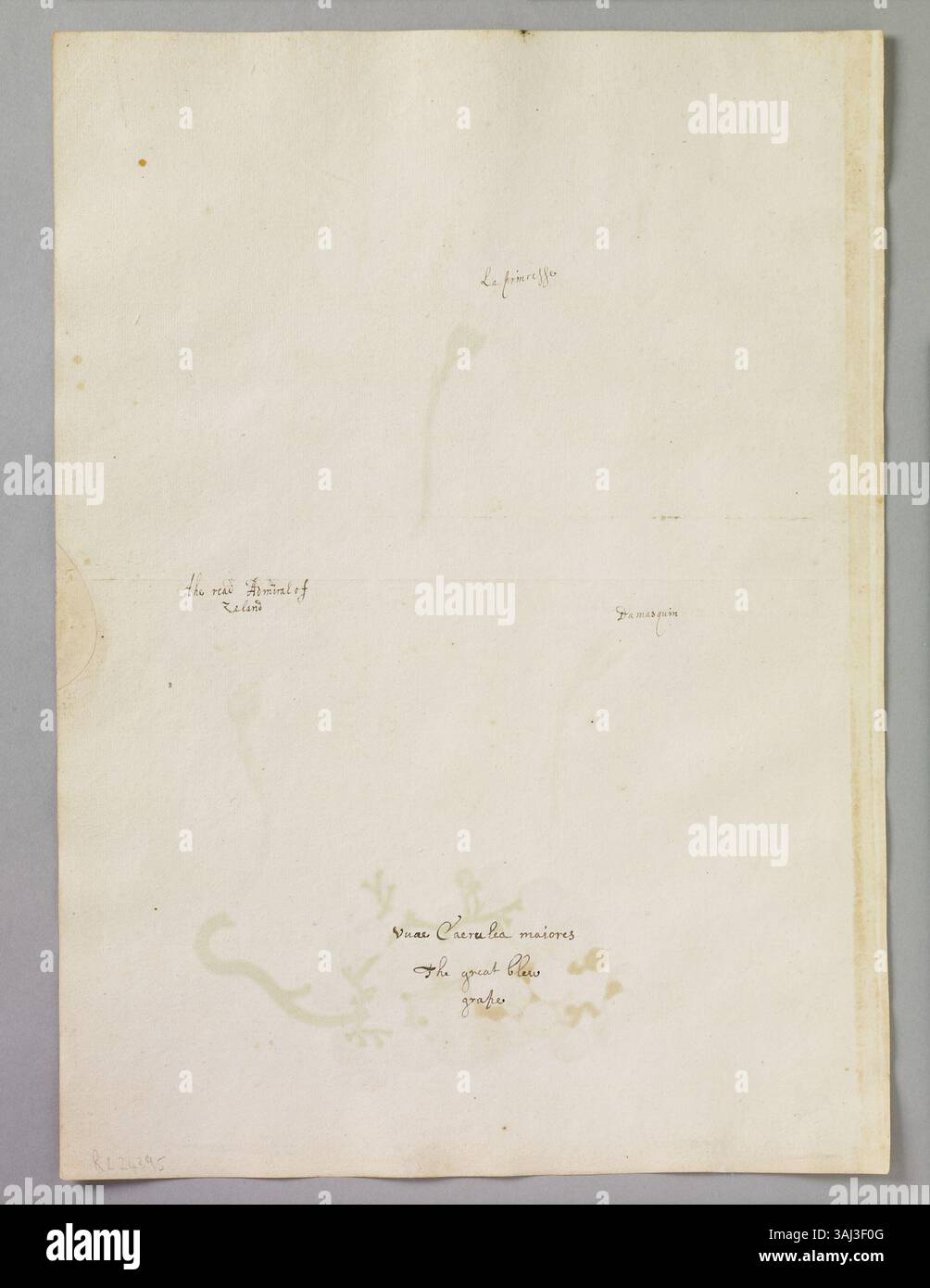 Diese Seite von Alexander Marshal zeigt drei Arten von Nelken – La Princess, Damasquin und Roter Admiral von Neuseeland – zusammen mit einem Haufen großer blauer Trauben, die sein Talent in der botanischen Kunst zeigen. Stockfoto