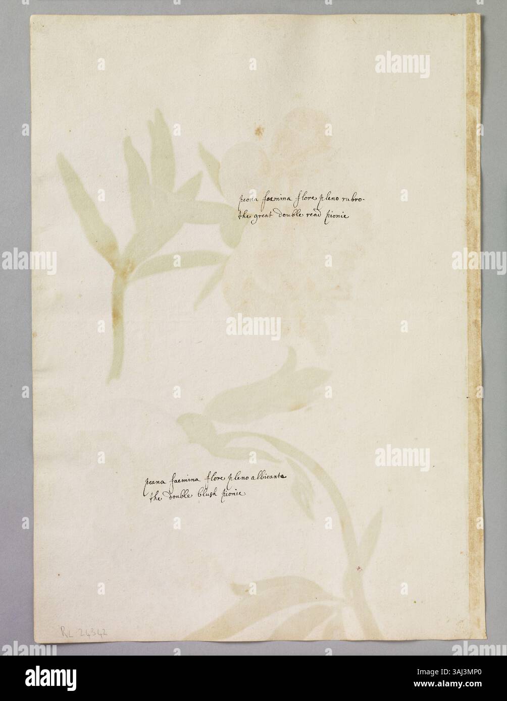 Dieses Aquarell von Alexander Marshal präsentiert zwei Pfingstrosen: Eine große doppelte rote Pfingstrose und eine große Blush Pfingstrose, die seinen Fokus auf blühende Pflanzen in der botanischen Kunst des 17. Jahrhunderts unterstreicht. Stockfoto