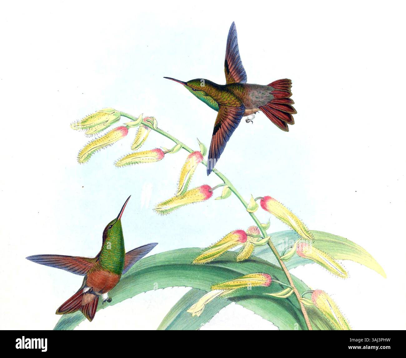 John Gould’ 1861 gezeigte Illustration der Amazilia castaneiventris, die heute als Kolibris identifiziert wurde, zeigt die Expertise des Künstlers in der ornithologischen und wissenschaftlichen Illustration. Stockfoto