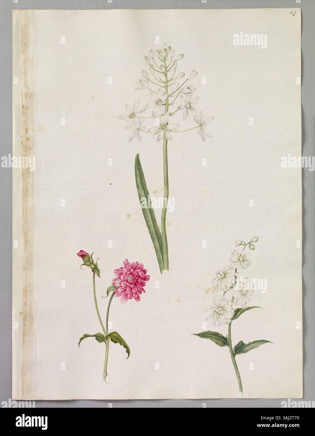 Dieses Aquarell von Alexander Marshal besteht aus drei Blumen: Einer weißen Sternblume, einem roten Batchelor-Knopf und einem weißen Damenviolett, das seine botanischen Illustrationsfähigkeiten zeigt. Stockfoto