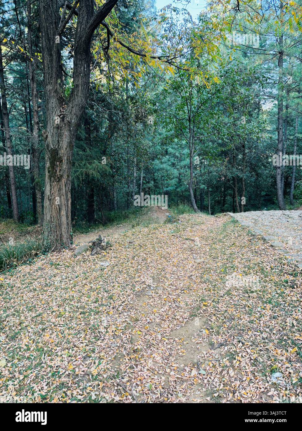 Waldweg bedeckt mit Herbstlaub Stockfoto