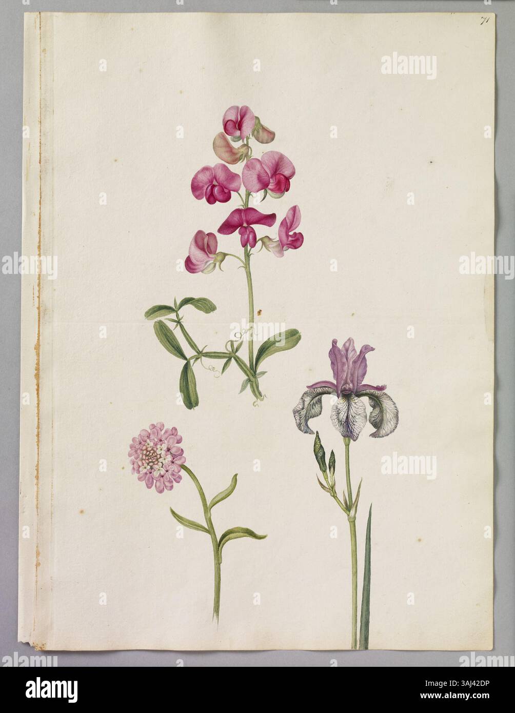 Eine Aquarellseite von Alexander Marshal (ca. 1620–82), die eine kleine Iris von Clusius, Everlasting Pea und Candia Mustard darstellt und seine Expertise in der botanischen Illustration zeigt. Stockfoto