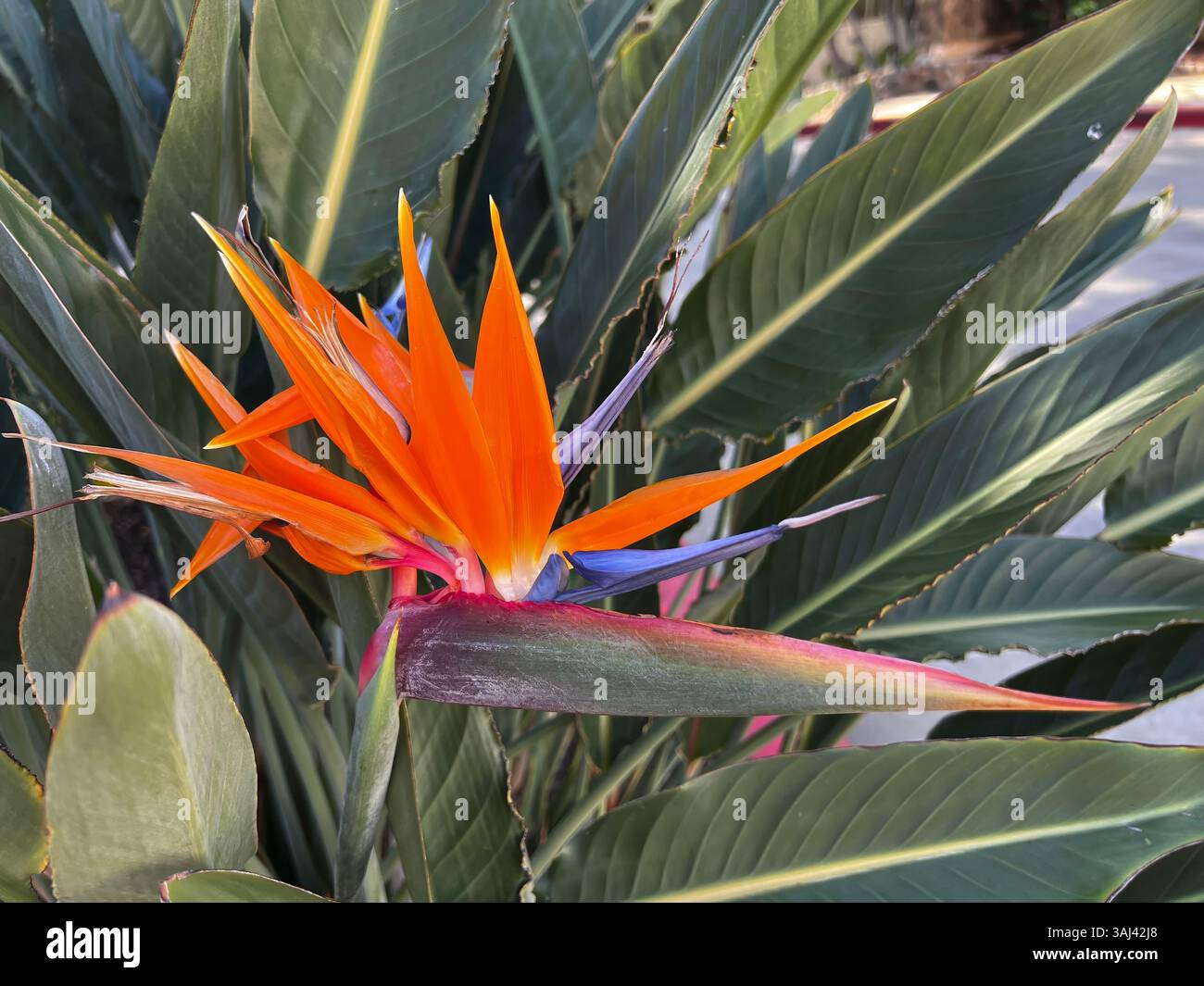 Lebendige Paradiesvogel-Blume in voller Blüte, mit orangefarbenen und blauen Blüten mit üppig grünen Blättern in einem tropischen Garten. Stockfoto