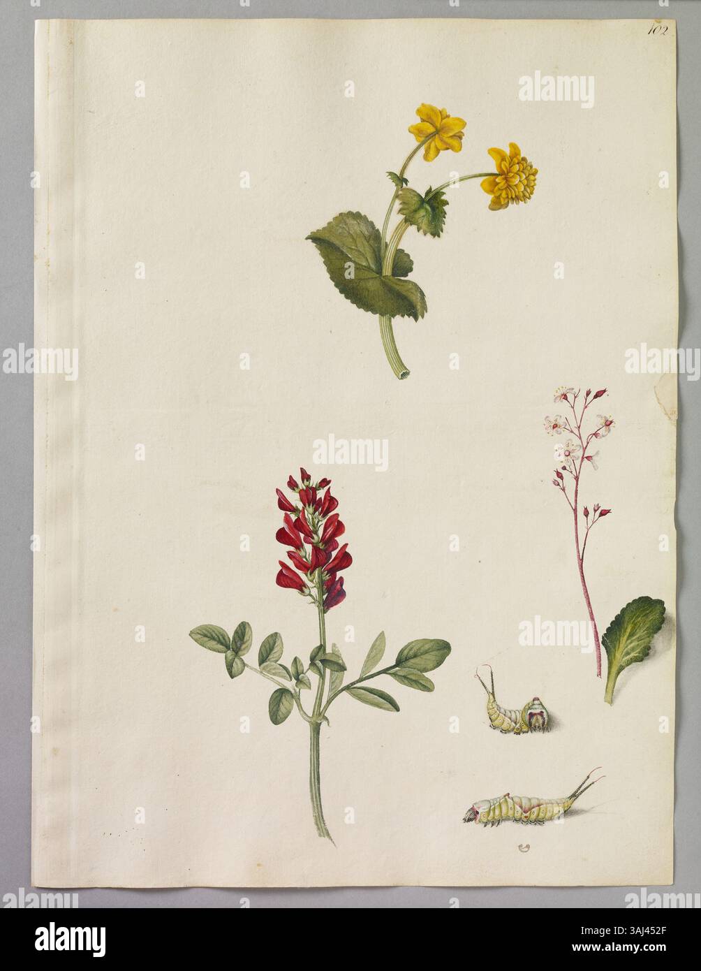 Dieses Aquarell von Alexander Marshal (ca. 1620–82) zeigt drei Pflanzen: Die Marschmarmelze, die rote Sattin-Blume und die Sanicle-Blume, zusammen mit separaten Blattstudien und zwei Darstellungen einer grünen Raupe, die sein Können in der botanischen und entomologischen Illustration unterstreicht. Stockfoto