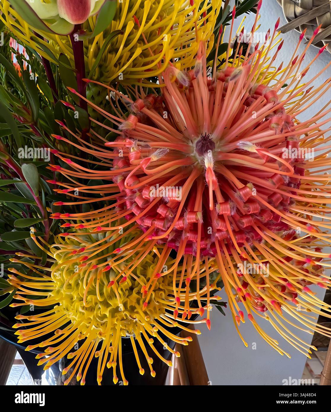 Helle und exotische Kissenprotea Blüten blühen in lebhaften Orange-, Rot- und Gelbtönen und schaffen ein atemberaubendes tropisches Blumenarrangement. Stockfoto