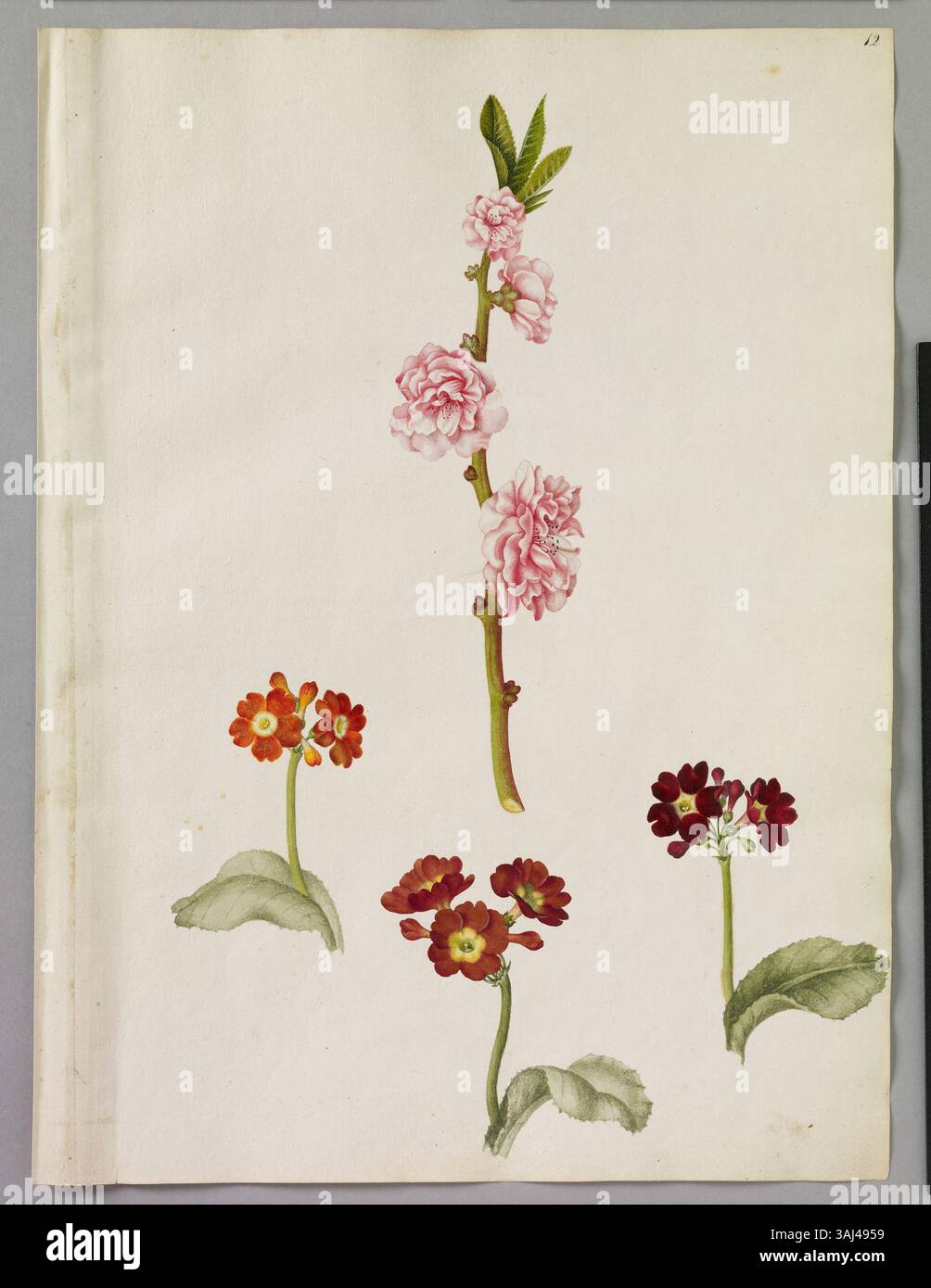 Dieses Aquarell von Alexander Marshal zeigt vier Pflanzen, darunter einen Zweig von Prunus persica und drei Primula x pubescens, die jeweils mit Blättern und Blumen dargestellt sind, was seine botanische Expertise demonstriert. Stockfoto