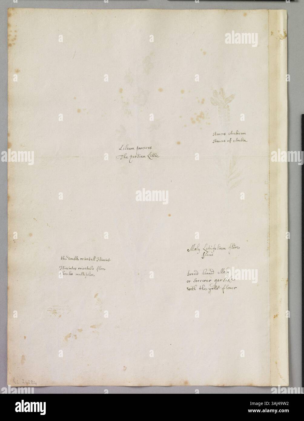 Dieses Aquarell von Alexander Marshal zeigt vier Blumen: Gelber Knoblauch (Molly Broad Blatt), Fritillary, Persische Lilie und getuftete Lavendel, alle mit großer botanischer Genauigkeit und Detailgenauigkeit dargestellt. Stockfoto