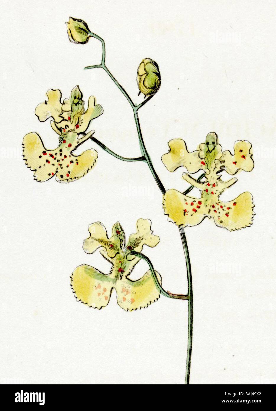 Diese botanische Illustration aus dem Jahr 1836 von W. B.B. zeigt *Tolumnia lemoniana*, zuvor als *Oncidium lemonianum* identifiziert. Die detaillierte Platte unterstreicht die einzigartigen Merkmale der Orchidee und ihren Platz in der botanischen Klassifizierung. Stockfoto
