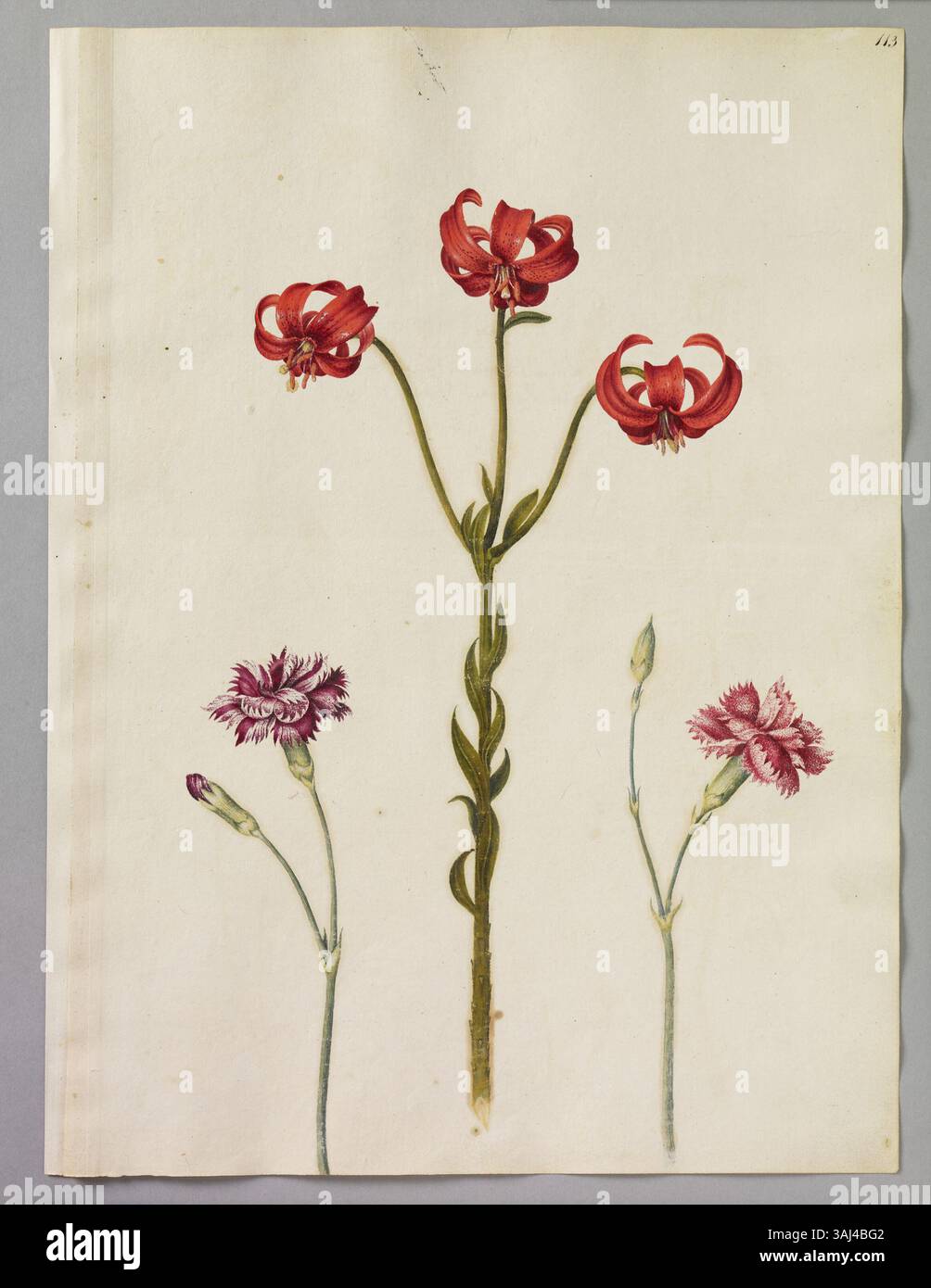 Eine Seite mit Aquarellen von Alexander Marshal, die eine Le Marquis Nelke, eine Kaiserliche Nelke und die Rote byzantinische Lilly illustrieren und die botanische Genauigkeit in Blumenstudien aus dem 17. Jahrhundert zeigen. Stockfoto