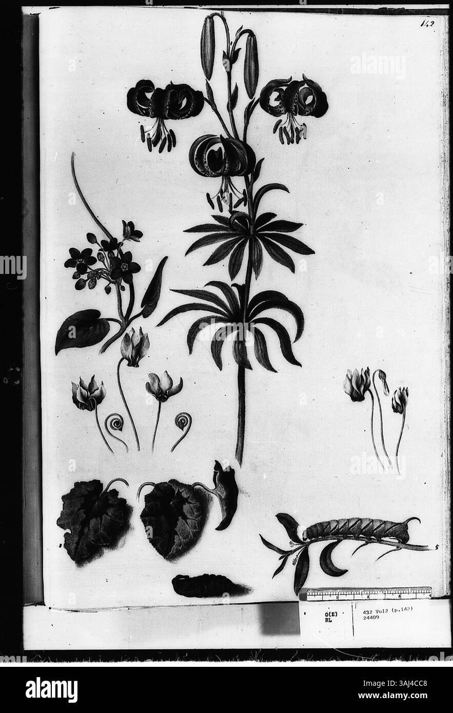 Dieses Aquarell von Alexander Marshal zeigt eine raupe auf einem Zweig, begleitet von mehreren Pflanzen: Virginian Martagon, Virginian Clematis, Efeu-blättriges Sowbread, Cyclamens und eine braune Chrysalis, was den Fokus des Künstlers auf Pflanzen und Insekten in der Natur veranschaulicht. Stockfoto