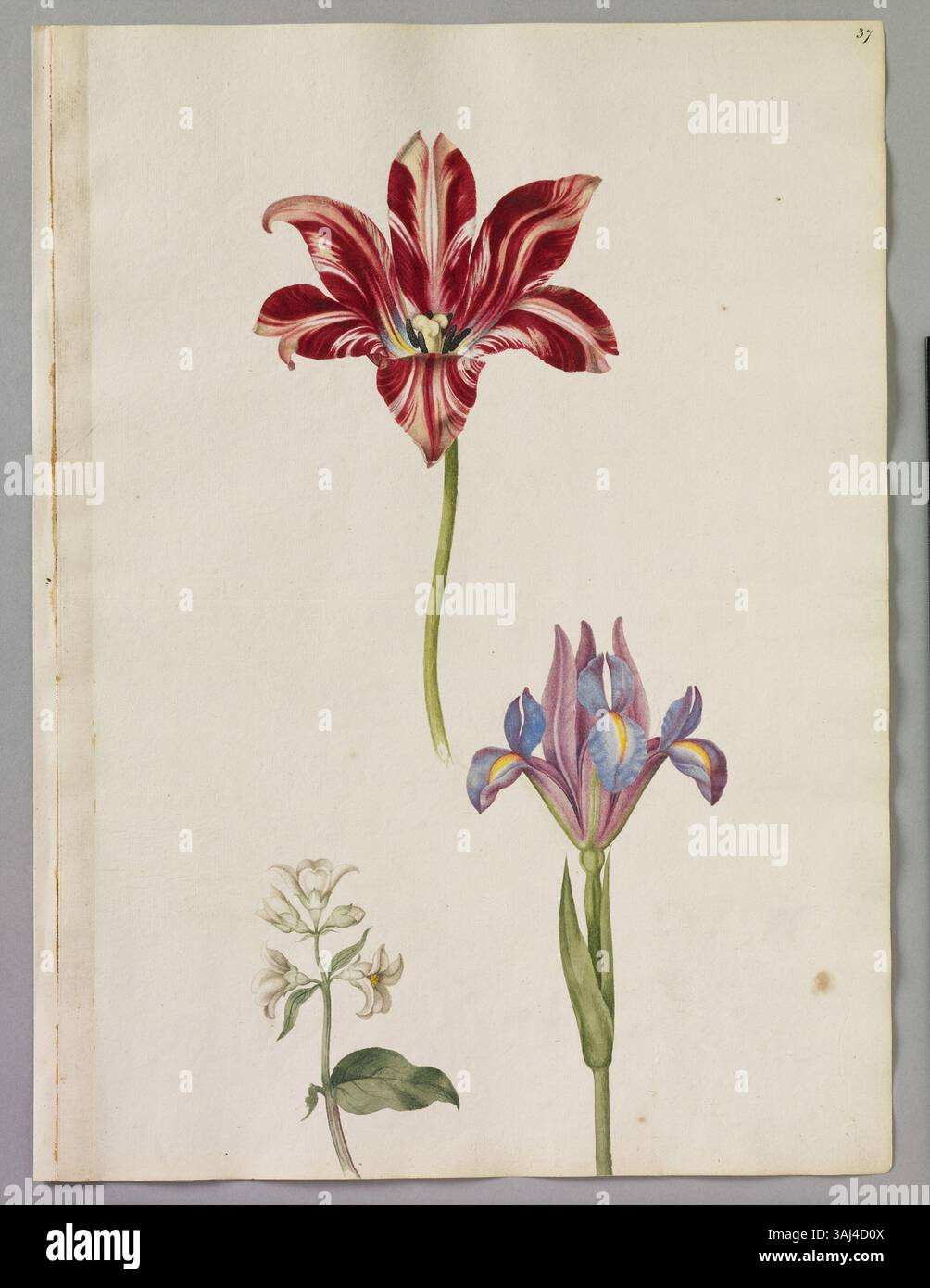 Aquarellseite von Alexander Marshal, die eine gestreifte Tulpe, einen Syringa-Zweig und eine Blaue Iris darstellt und seine botanische Expertise und Liebe zum Detail veranschaulicht. Stockfoto