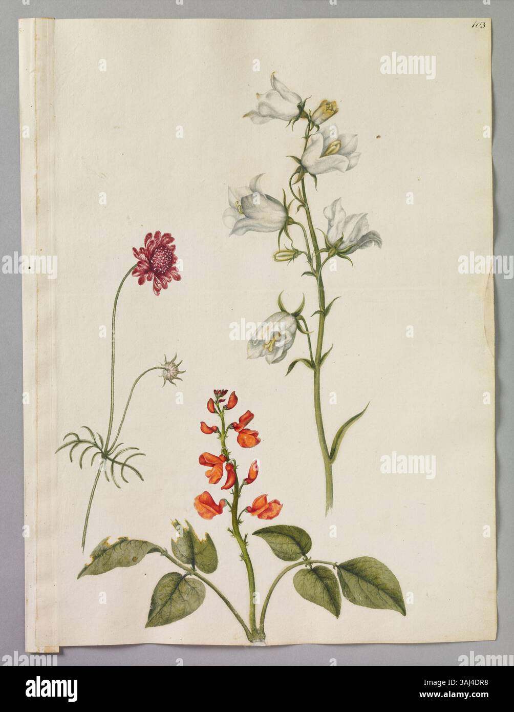 Alexander Marshals Aquarell (ca. 1620–82) zeigt drei Blumen: Eine pfirsichblättrige Campanula, eine Scharlachbohne und einen Scabius. Stockfoto